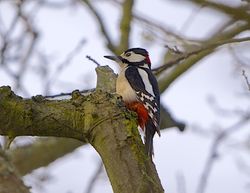 Great Spotted Woodpecker photographed at Saumarez Park [SAU] on 12/3/2015. Photo: © Royston CarrÃ©