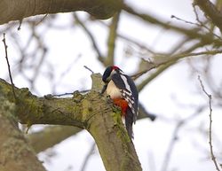 Great Spotted Woodpecker photographed at Saumarez Park [SAU] on 12/3/2015. Photo: © Royston CarrÃ©