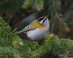 Firecrest photographed at St Peter Port [SPP] on 16/3/2015. Photo: © Mike Cunningham
