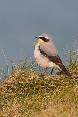 Wheatear photographed at Fort Hommet [HOM] on 17/3/2015. Photo: © Rod Ferbrache