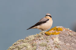 Wheatear photographed at Fort Hommet [HOM] on 17/3/2015. Photo: © Rod Ferbrache