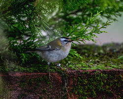Firecrest photographed at St Peter Port [SPP] on 19/3/2015. Photo: © Mike Cunningham