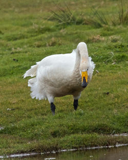 Whooper Swan photographed at Colin Best NR [CNR] on 3/4/2015. Photo: © Cindy  Carre