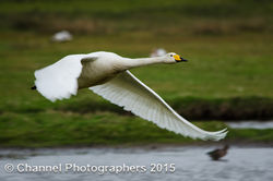 Whooper Swan photographed at Colin Best NR [CNR] on 4/4/2015. Photo: © Jason Friend