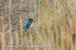 Kingfisher photographed at Claire Mare [CLA] on 4/4/2015. Photo: © Jason Friend