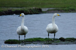 Whooper Swan photographed at Colin Best NR [CNR] on 4/4/2015. Photo: © Jason Friend