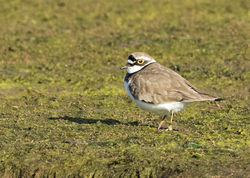 Little Ringed Plover photographed at Colin Best NR [CNR] on 5/4/2015. Photo: © Anthony Loaring