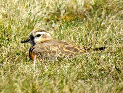 Dotterel photographed at Herm [HER] on 6/4/2015. Photo: © Mark Guppy