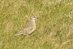 Dotterel photographed at Herm [HER] on 7/4/2015. Photo: © Anthony Loaring