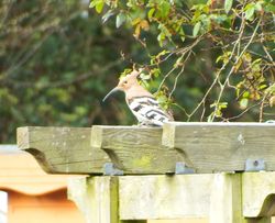 Hoopoe photographed at Pont Vaillant [POV] on 11/4/2015. Photo: © Ian & Michelle