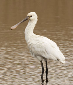 Spoonbill photographed at Claire Mare [CLA] on 16/4/2015. Photo: © Anthony Loaring