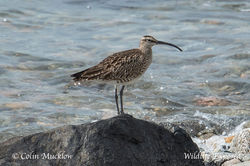 Whimbrel photographed at Chouet Refuse Tip [CH2] on 24/4/2015. Photo: © Colin Mucklow