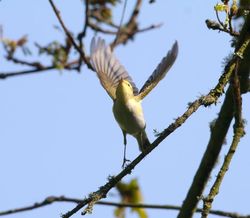 Wood Warbler photographed at St.Peters Chuch on 23/4/2015. Photo: © Vic Froome