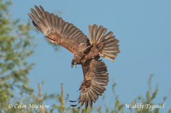 Marsh Harrier photographed at Rue des Bergers [BER] on 5/5/2015. Photo: © Colin Mucklow