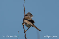 Whitethroat photographed at Pleinmont [PLE] on 7/5/2015. Photo: © Colin Mucklow