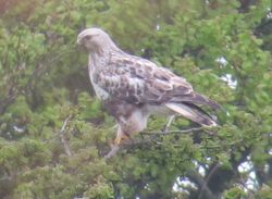 Rough-legged Buzzard photographed at Rue des Hougues, STA [H04] on 11/5/2015. Photo: © Wayne Turner
