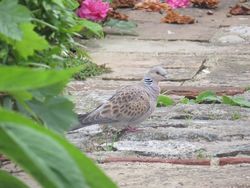Turtle Dove photographed at Brock Road, St Peter Port on 13/5/2015. Photo: © Sarah Cash