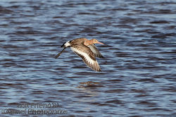 Black-tailed Godwit photographed at Select location on 20/5/2015. Photo: © Jason Friend