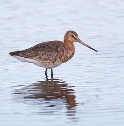 Black-tailed Godwit photographed at Claire Mare [CLA] on 21/5/2015. Photo: © Dan Scott