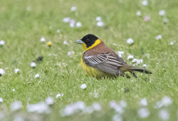 Black-headed Bunting photographed at Jerbourg [JER] on 23/5/2015. Photo: © Anthony Loaring