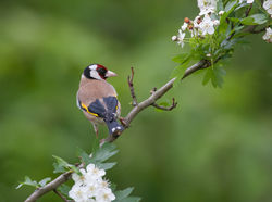 Goldfinch photographed at Bas Capelles [BAS] on 25/5/2015. Photo: © Rod Ferbrache