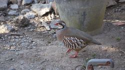 Red-legged Partridge photographed at Jerbourg [JER] on 26/5/2015. Photo: © lorna harborow