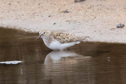 Temminck's Stint photographed at Claire Mare [CLA] on 30/5/2015. Photo: © Anthony Loaring
