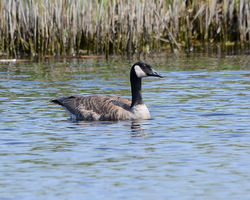 Greater Canada Goose photographed at Grande Mare [GMA] on 1/6/2015. Photo: © Jason Friend