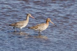 Black-tailed Godwit photographed at Claire Mare [CLA] on 5/6/2015. Photo: © Jason Friend