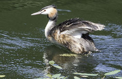 Great Crested Grebe photographed at St Saviour Reservoir  on 25/6/2015. Photo: © Colin Mucklow