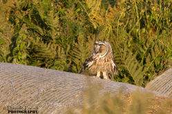 Long-eared Owl. Photo: © Danielle Friend