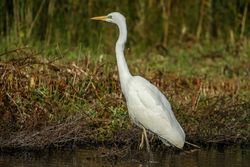 Great White Egret photographed at Rue des Bergers on 2/8/2015. Photo: © karl robins