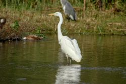 Great White Egret photographed at Rue de Bergers N.R. on 2/8/2015. Photo: © karl robins
