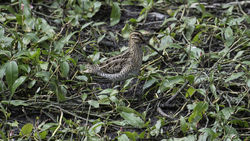 Snipe photographed at St Saviour's [SSV] on 4/8/2015. Photo: © Colin Mucklow