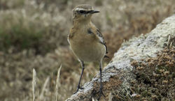 Wheatear photographed at Fort Hommet [HOM] on 12/8/2015. Photo: © Colin Mucklow