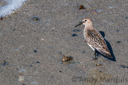 Dunlin. Photo: © Andy Marquis