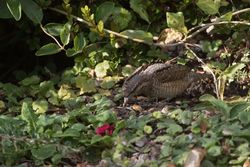 Wryneck photographed at Rue des Bergers [BER] on 5/9/2015. Photo: © Vic Froome