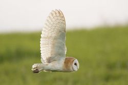 Barn Owl photographed at Mont Cuet [CUE] on 5/9/2015. Photo: © Rod Ferbrache