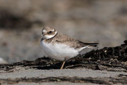 Ringed Plover photographed at Richmond [RIC] on 7/9/2015. Photo: © Rod Ferbrache