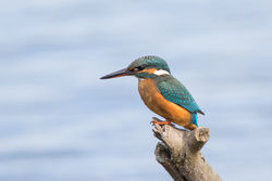 Kingfisher photographed at Claire Mare [CLA] on 14/9/2015. Photo: © Rod Ferbrache