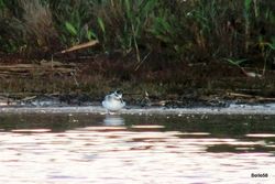 Grey Phalarope photographed at Claire Mare [CLA] on 14/9/2015. Photo: © C. Bollen