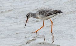 Spotted Redshank photographed at Bordeaux [BOR] on 4/10/2015. Photo: © Cindy  Carre