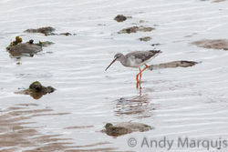 Spotted Redshank photographed at Bordeaux [BOR] on 5/10/2015. Photo: © Andy Marquis