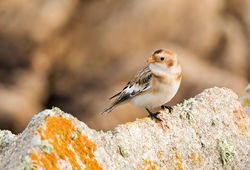 Snow Bunting photographed at Fort Hommet [HOM] on 7/10/2015. Photo: © Anthony Loaring