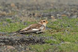Snow Bunting photographed at Fort Le Crocq [FLC] on 8/10/2015. Photo: © Jason Friend
