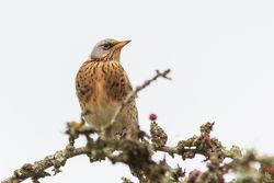 Fieldfare photographed at Long Trac,STM on 23/10/2015. Photo: © Jason Friend