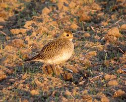 Golden Plover photographed at Rue des Hougues, STA [H04] on 25/10/2015. Photo: © Mark Guppy