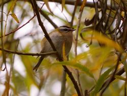 Firecrest photographed at Bigard [BIG] on 26/10/2015. Photo: © Mark Guppy
