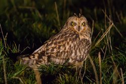 Short-eared Owl photographed at Airport [AIR] on 31/10/2015. Photo: © Adrian Gidney