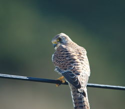 Kestrel photographed at Rocquaine [ROC] on 30/10/2015. Photo: © Steve and Hilary Wild